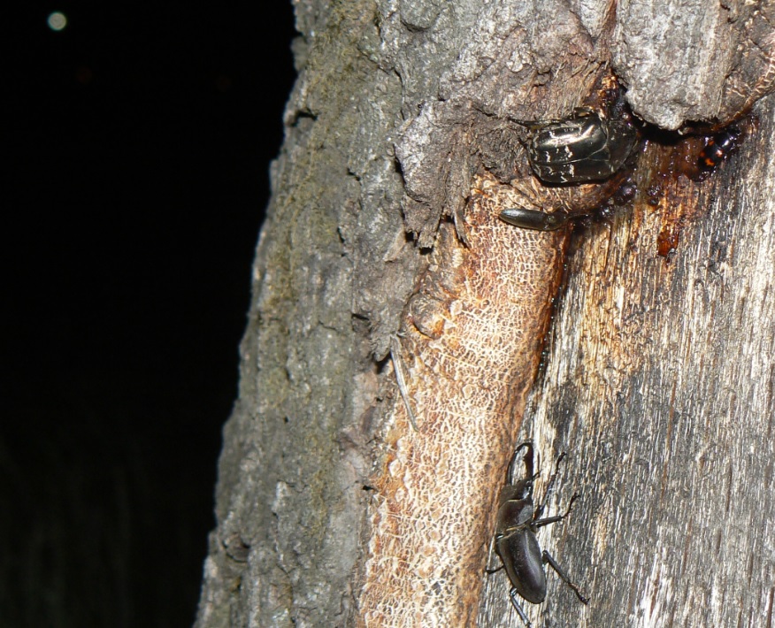 住宅横の飲み屋_コクワガタ♂、シラホシハナムグリ、オオクシヒゲコメツキ、ヨツボシケシキスイ_2021年5月13日19時15分頃 気温17度